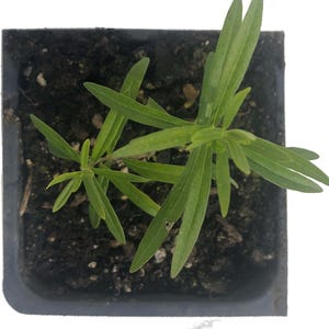 May include: A small green plant with long, slender leaves is growing in a square black plastic pot filled with dark soil. The plant has multiple stems and a vibrant green color, suggesting it is healthy and thriving. The leaves are pointed and arranged in a symmetrical pattern.
