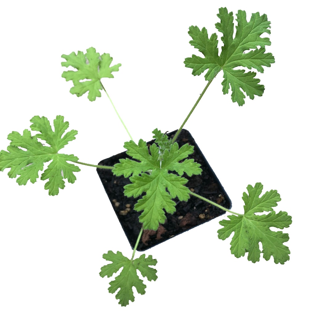 Rose-scented Geranium 'attar of Roses Geranium' (pelargonium Capitatum ...