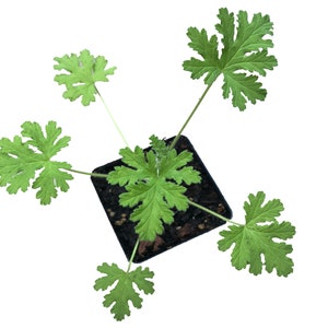 May include: A potted citronella plant with five green leaves. The plant is in a black square pot with brown soil.