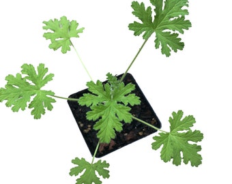 Live Rose Geranium Plant (Pelargonium graveolens Hort.) 2.5 in Pot - Rose Scented Geranium, Attar of Roses - Old Fashioned Rose