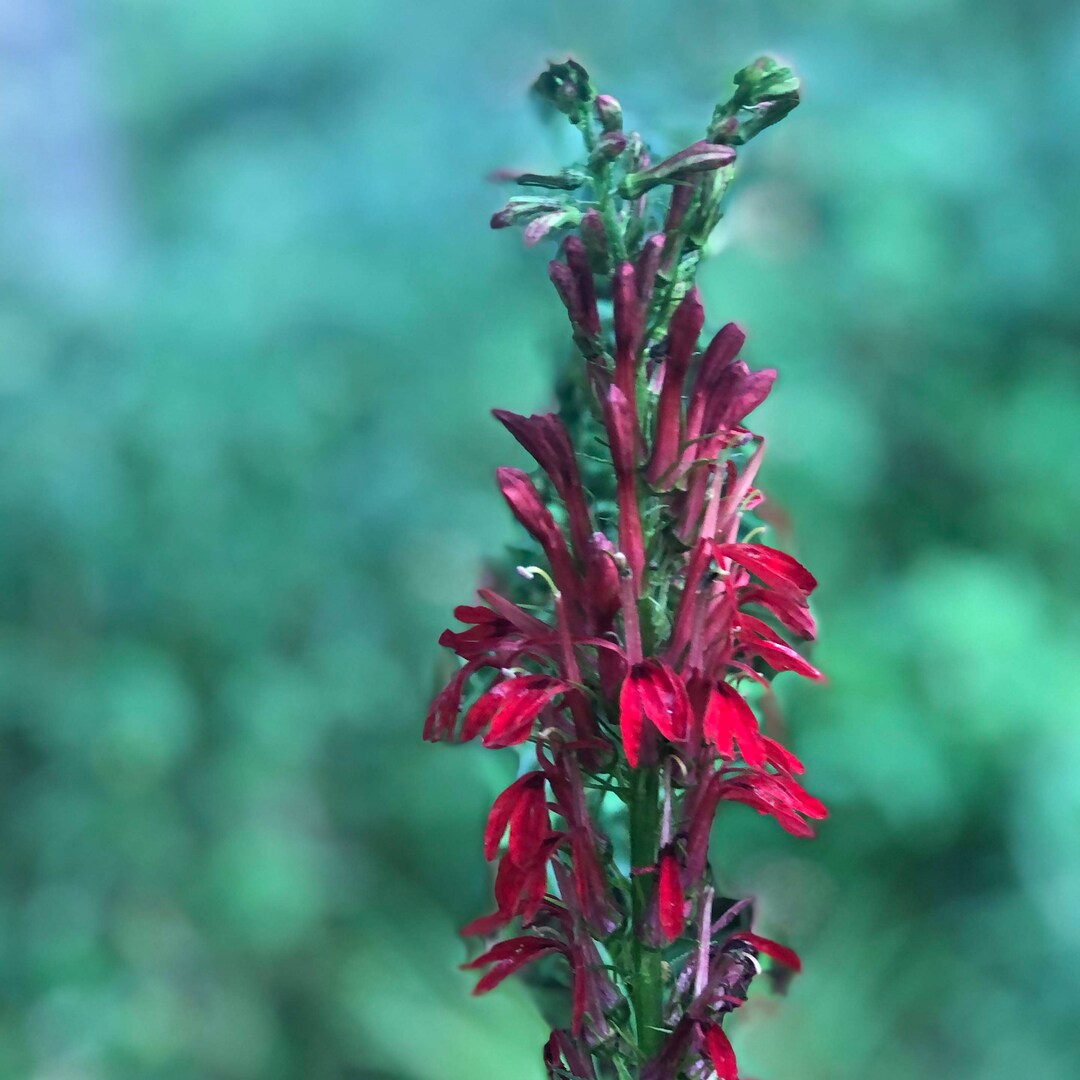 Cardinal Flower Seeds lobelia Cardinalis 1000 Seeds 0.1 Grams Etsy