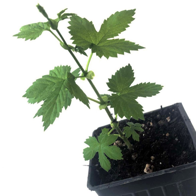 ORGANIC Hops, Cascade Plant, Humulus lupulus 2.5-inch pot image 2