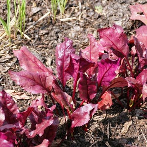 Organic Detroit Dark Red Beet Seeds (Beta vulagris), 500 seeds (14 grams) - Heirloom Vareity Beet Seeds by Smoke Camp Crafts