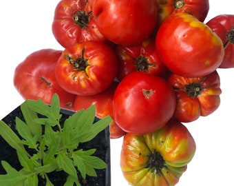 Large Red Heirloom Mix - Beefsteak Type - Organic Large Red Heirloom Tomato Plant (Solanum lycopersicum) in 2.5 inch Pot