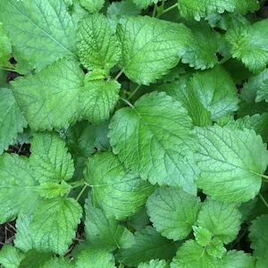 May include: A close-up of a patch of green lemon balm leaves. The leaves are arranged in a dense cluster, with some leaves overlapping others. The leaves have a slightly serrated edge and a light green color.