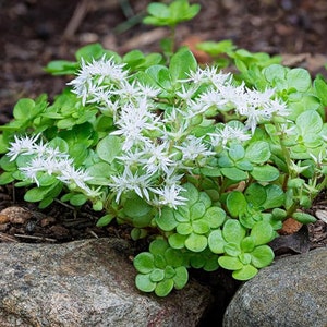May include: A close-up of a white flowering succulent plant with green leaves. The plant is growing in a garden setting with rocks and dirt.
