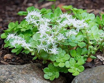 Live Woodland Stonecrop Plant (Sedum ternatum) in 2.5 inch Pot - Native Shade-Loving Ground Cover with White Flowers - Moon Garden Plant