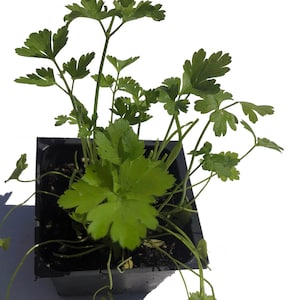 May include: A potted parsley plant with lush green leaves growing in a black plastic pot. The plant is in focus, while the background is blurred.