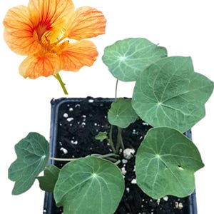 Organic Nasturtium Plant, Jewel Mix, Cottage Garden Delight