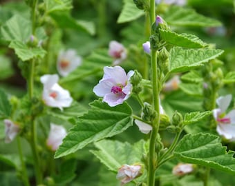 Marshmallow Seeds (Althaea officinalis) 250 Organic Seeds (0.5 grams) by Smoke Camp Crafts
