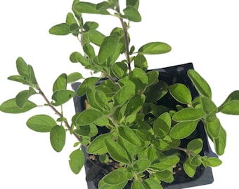 Organic Marjoram (Origanum majorana) Plant in 2.5-inch Pot by Smoke Camp Crafts - Knotted Marjoram, Sweet Marjoram