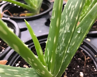 Aloe, Aloe barbadensis Miller,  Live Plant in 3-4 inch Pot
