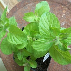 May include: A close-up of a potted plant with vibrant green leaves. The plant is growing in a brown pot and is surrounded by a rusty metal surface.