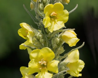 Organic Common Mullein Seeds (Verbascum thapsus) 500 Seeds (0.5 grams) by Smoke Camp Crafts