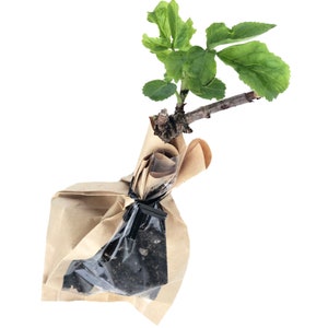 Elderberry (Sambucus canadensis) Organic Stake by Smoke Camp Crafts - 6-8-inch Starter Plant, Rooted Cutting