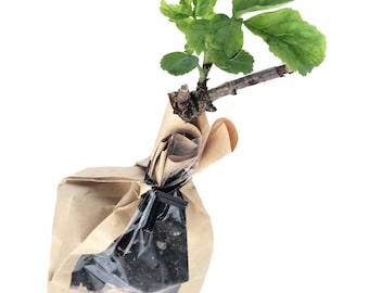 Elderberry (Sambucus canadensis) Organic Stake by Smoke Camp Crafts - 6-8-inch Starter Plant, Rooted Cutting