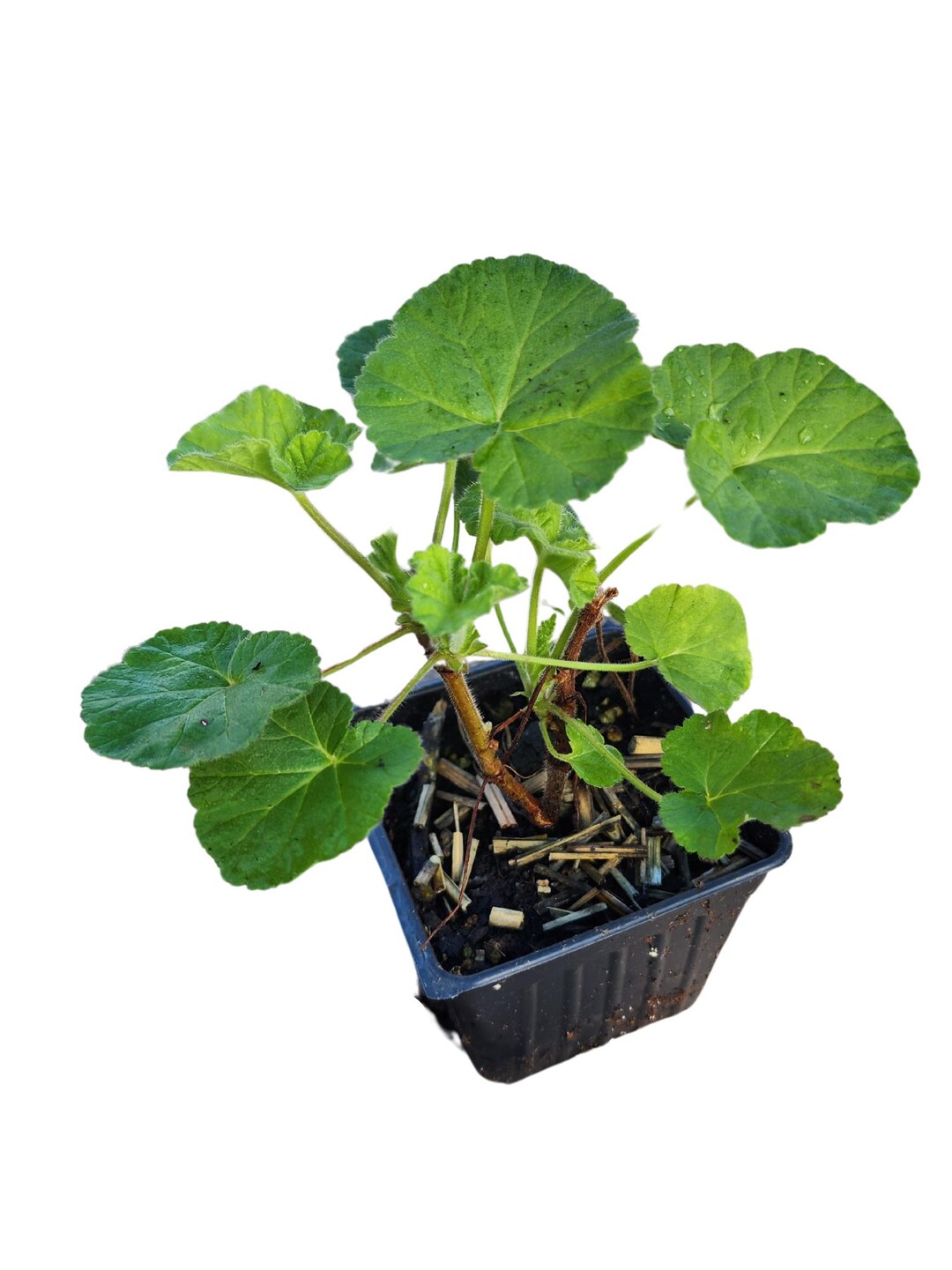 Geranium 'orange' (pelargonium Citriodorum) Organic Scented Geranium ...