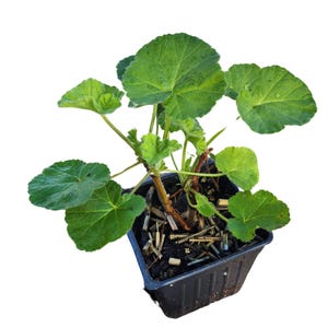 Geranium &#39;Orange&#39; (Pelargonium citriodorum) Organic Scented Geranium Plant in 2.5-inch Pot by Smoke Camp Crafts - Orange Scented Geranium