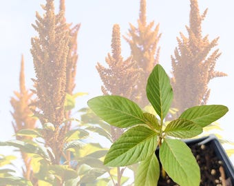Amaranth, Hot Biscuits (Amaranthus cruentus) Organic Plant in 2.5-inch Pot by Smoke Camp Crafts - Eye-Catching Cut Flower