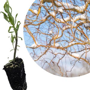 May include: A small willow tree sapling in a black pot with roots showing. The sapling has green leaves and a brown stem. The background shows a close-up of a willow tree branch with bare twigs covered in snow.