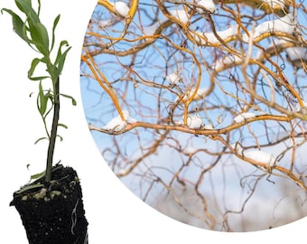 Corkscrew Willow (Salix matsudana 'Tortuosa') Live Tree in 2.5 inch Pot - Organic by Smoke Camp Crafts