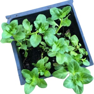May include: A close-up of a small black plastic pot filled with green leafy plants. The plants are growing in dark soil and have a fresh, vibrant appearance.
