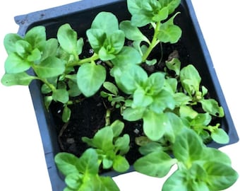 Pennyroyal Plant (Mentha pulegium) in 2.5 inch pot - Live Starter Plant - Certified Organic - Aromatic Herb