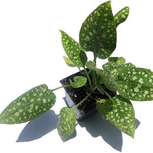 May include: A potted plant with green leaves that have white spots. The plant is in a black plastic pot.