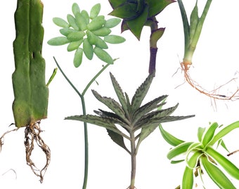 House Plant and Succulent Cuttings Variety Pack, 7 Indoor Plant CUTTINGS - Unique Selection