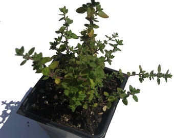 Organic Lemon Thyme Plant (Thymus vulgaris x citriodorus) in 2.5-inch pot by Smoke Camp Crafts