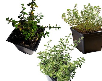 3-Plant Pack - Organic Thyme Trio Plant Collection - English, Lemon, Golden Variegated Lemon Thyme Plants in 2.5" Pots by Smoke Camp Crafts
