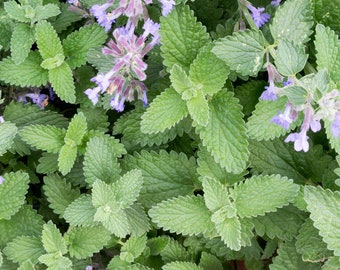 ORGANIC Catnip Seeds (Nepeta cataria) 150 Seeds (0.5 grams)