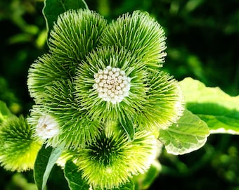 ORGANIC Burdock, Greater Plant, (Arctium 2.5-inch) 2.5-inch pot