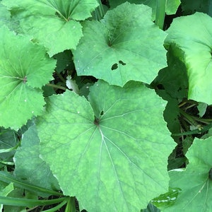 May include: Close-up of large, green, heart-shaped leaves with prominent veins. The leaves are arranged in a cluster, with some overlapping.