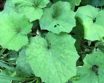 ORGANIC Coltsfoot Plant - Live Plant - 3-inch pot  (Tussilago farfara)