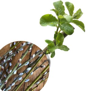 May include: A close-up of a bundle of willow branches with fluffy white buds. The branches are arranged on a wooden surface. A single willow branch with green leaves is shown in the background.