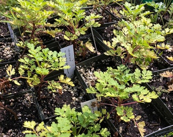 Feverfew Plant (Tanacetum parthenium) 2.5 inch pot