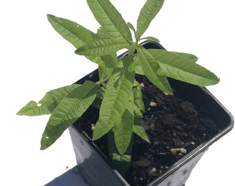 Organic Lemon Verbena Plant (Aloysia citrodora) in 2.5-inch Pot by Smoke Camp Crafts