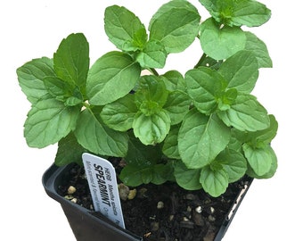 Organic Spearmint Plant (Mentha spicata) in 2.5-inch pot by Smoke Camp Crafts