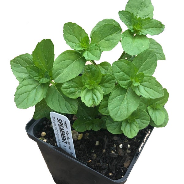 ORGANIC Mint, Spearmint Plant, (Mentha spicata) 2.5-inch pot