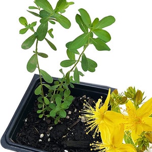 May include: A potted St. John's Wort plant with bright yellow flowers. The plant has green leaves and is growing in a black plastic pot.