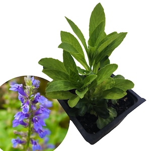 Organic Blue Lobelia Plant (Lobelia siphilitica) in 2.5-inch Pot by Smoke Camp Crafts - Blue Cardinal Flower, Great Blue Lobelia