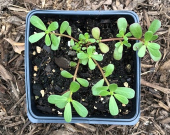Organic Purslane Plant (Portulaca oleracea L.) in 2.5-inch pot by Smoke Camp Crafts