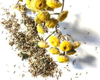 ORGANIC Tansy Seeds (Tanacetum vulgare) 500 Seeds (0.1 grams)