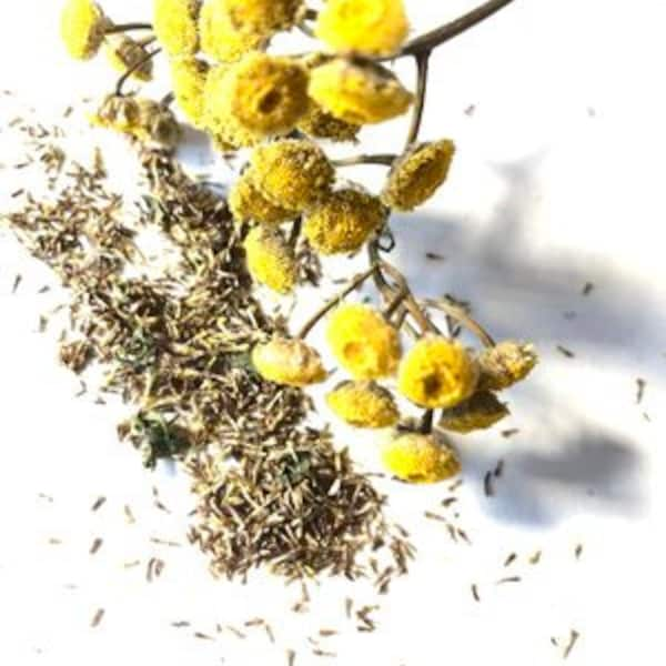 ORGANIC Tansy Seeds (Tanacetum vulgare) 500 Seeds (0.1 grams)