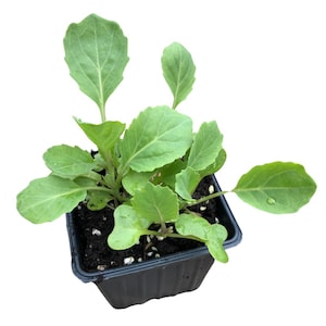 May include: A close-up of a small potted plant with green leaves. The plant is in a black plastic pot with soil and is ready to be planted in the garden.