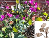 Money Plant Seeds (Lunaria Annua Violet) 25 Seeds (0.6 grams)