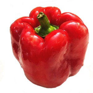 Organic Organic California Wonder Pepper Seeds (Capsicum annuum) 100 Seeds (1 grams) by Smoke Camp Crafts