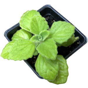 May include: A vibrant green plant with soft, textured leaves, potted in a small black square container. The plant's leaves have a slightly ruffled edge and a light green hue, creating a fresh and lively appearance. The plant is set against a clean white background.