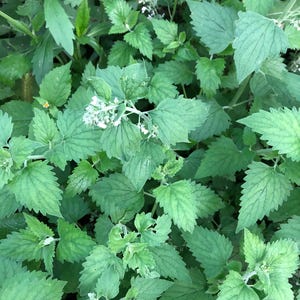 May include: A close-up of a patch of green catnip plants with white flowers.
